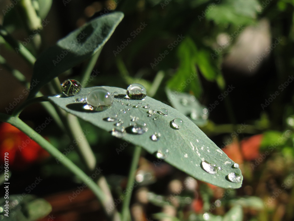 raindrops on leaf raindrops on leaf