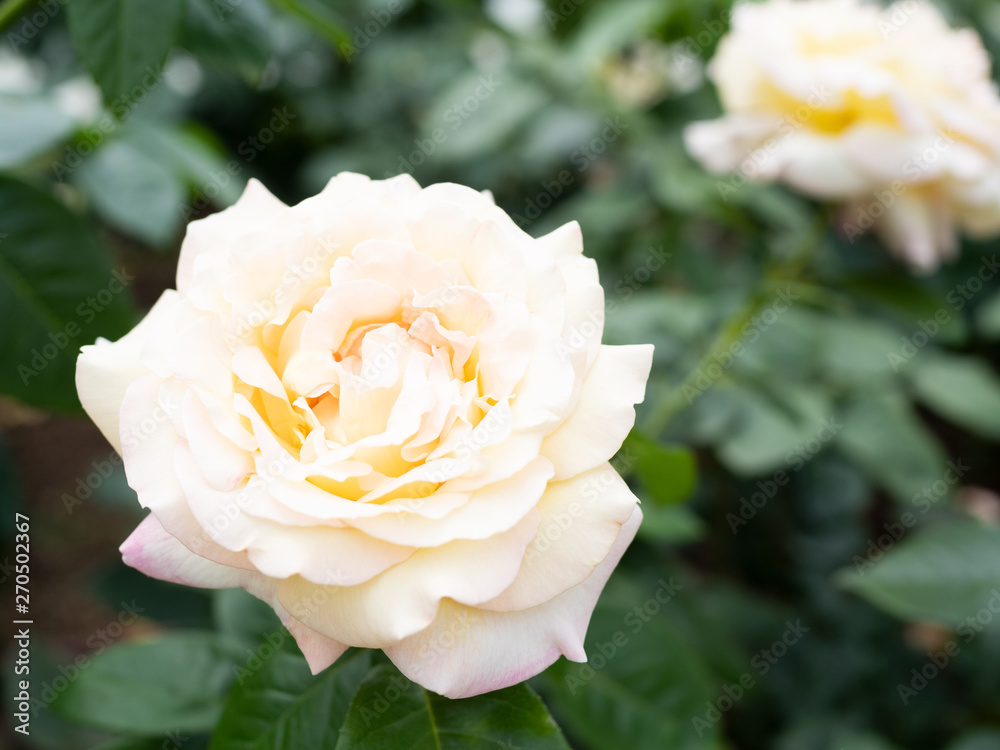 薔薇の花 薔薇の花