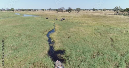 High aerial view of four elephant bulls feeding in the flodded grasslands of the Okavango Delta photo