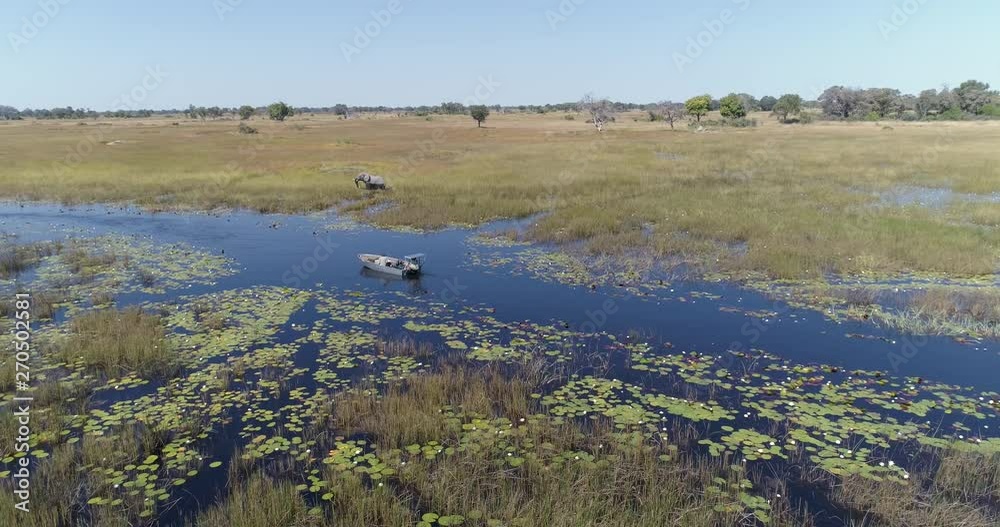 Zoom in aerial view of tourists on boat watching an elephant feeding in the flodded grasslands of the Okavango Delta Zoom in aerial view of tourists on boat watching an elephant feeding in the flodded grasslands of the Okavango Delta
