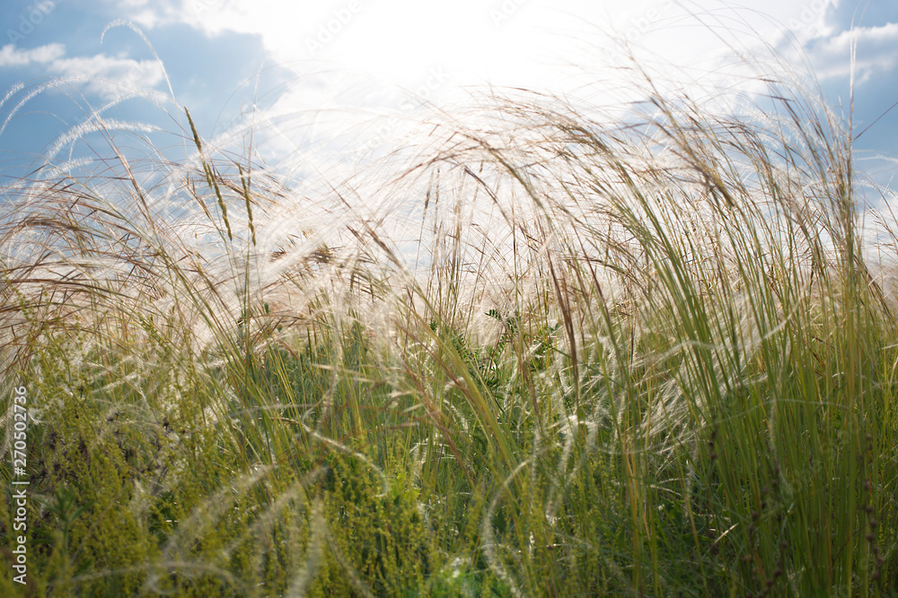 Fototapeta premium field of feather grass in the rays of the sunset in the sky