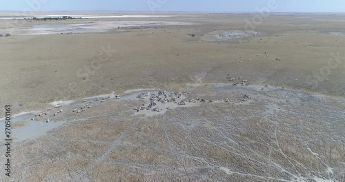 High aerial panning view of a large group of zebra migrating across the vast Makgadikgadi Pans, Botswana  photo