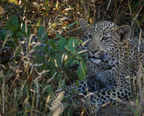 Leopard Cub in Kruger National Park - South Africa
