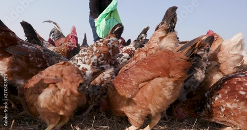 Close-up of free range chickens being fed corn from a sack photo