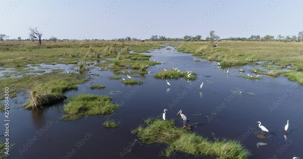Close-up aerial fly over of a group of Saddlebilled stork,African sacred ibis,Marabou stork,Egrets feeding on a rivers edge in the Okavango Delta, Botswana Close-up aerial fly over of a group of Saddlebilled stork,African sacred ibis,Marabou stork,Egrets feeding on a rivers edge in the Okavango Delta, Botswana