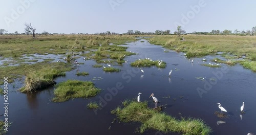 Close-up aerial fly over of a group of Saddlebilled stork,African sacred ibis,Marabou stork,Egrets feeding on a rivers edge in the Okavango Delta, Botswana photo