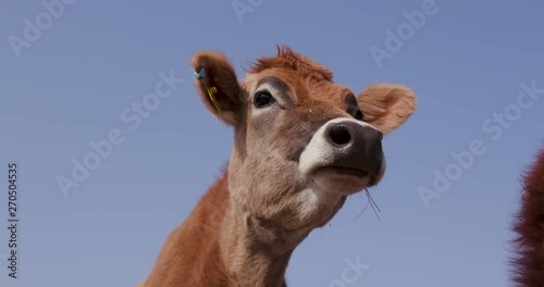 Close-up view of jersey cow looking straight ahead photo