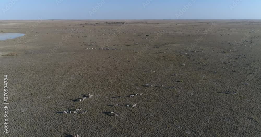Aerial fly over view of an extremely large group of zebra migrating across the vast Makgadikgadi grasslands, Botswana Aerial fly over view of an extremely large group of zebra migrating across the vast Makgadikgadi grasslands, Botswana