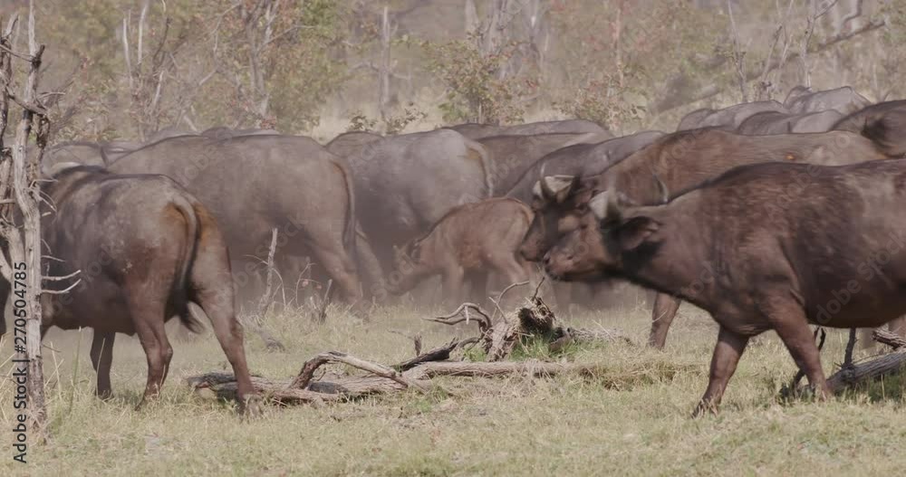 Small herd of Cape buffalo walking past camera in the Okavango Delta, Botswana Small herd of Cape buffalo walking past camera in the Okavango Delta, Botswana