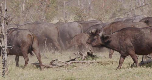 Small herd of Cape buffalo walking past camera in the Okavango Delta, Botswana photo