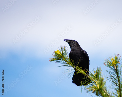 American crow perched on pine tree