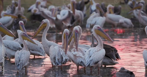 Close-up view of a large squadron of pelicans preening at sunrise on the bank of a river in the Okavango Delta, Botswana