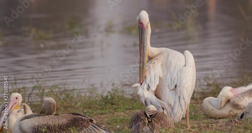 Close-up of one pelican preening on the rivers edge in the Okavango Delta, Botswana