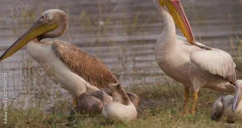 Close-up of two pelicans preening on the rivers edge in the Okavango Delta, Botswana photo