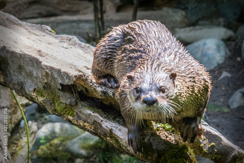 river otter on log staring at you © GregDPhotos
