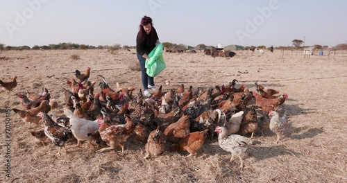 Female farmer feeding large group of free range chickens corn from a sack with organic pigs in the background photo