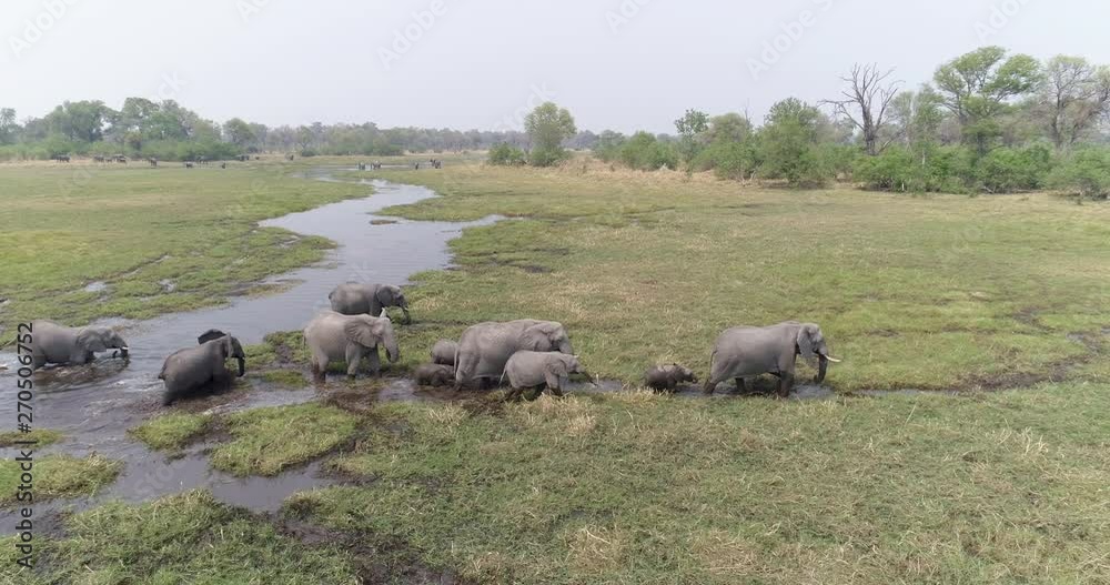 Aerial close-up panning view of a breeding herd of elephants drinking and crossing a river in the Okavango Delta, Botswana Aerial close-up panning view of a breeding herd of elephants drinking and crossing a river in the Okavango Delta, Botswana