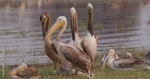 Close-up of four pelicans preening on the rivers edge in the Okavango Delta, Botswana photo