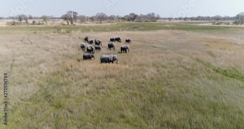 Aerial zoom in view of a breeding herd of elephants walking in the marshy grasslands of the Okavango Delta, Botswana photo