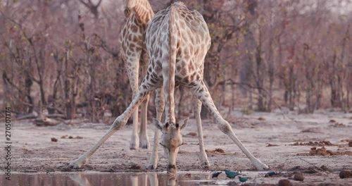Close-up view of a giraffe with stretched out legs drinking at a waterhole with younger animal in the background, Okavango Delta, Botswana photo