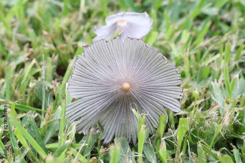 mushroom in grass mushroom in grass