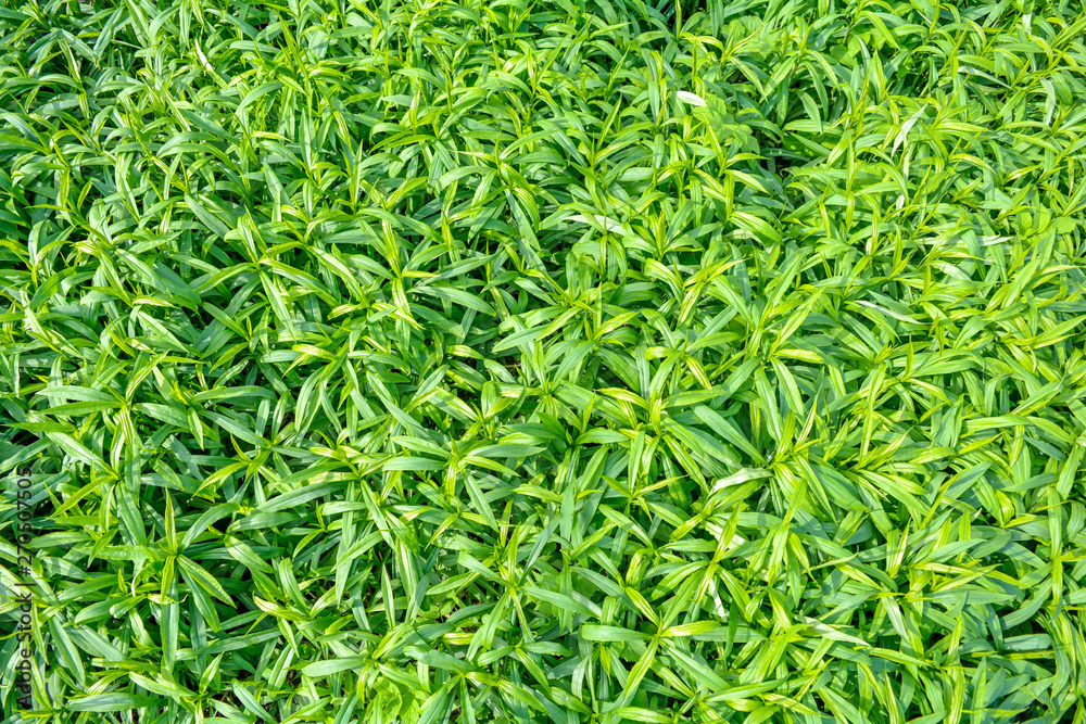 Fresh green foliage grass in the meadow with Shallow Dof Fresh green foliage grass in the meadow with Shallow Dof
