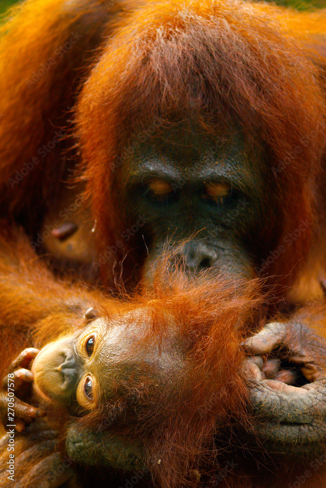 Fototapeta premium Female orangutan with her baby in the rainforest of borneo 