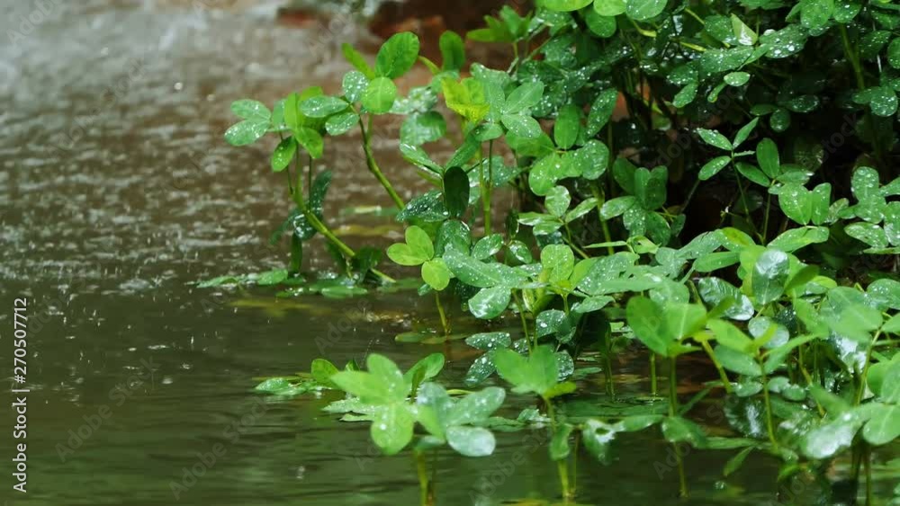 Running Water Behind Some Green Plants. Close-Up View. Water Drops Are Falling From The Wet Leaves. Beautiful Underwater Plants Move In River Water Stream. Waterfall water drops falling on plants Running Water Behind Some Green Plants. Close-Up View. Water Drops Are Falling From The Wet Leaves. Beautiful Underwater Plants Move In River Water Stream. Waterfall water drops falling on plants