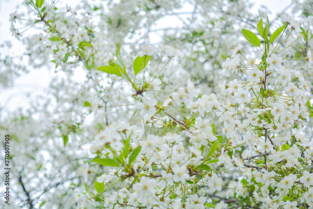 Close up of little white flowers on bush branch. Romantic blooming bush Close up of little white flowers on bush branch. Romantic blooming bush