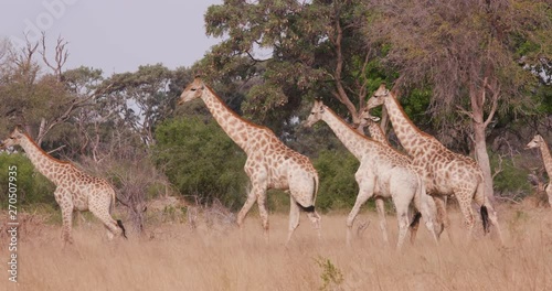 Herd of giraffe walking across the African bushveld, Botswana photo