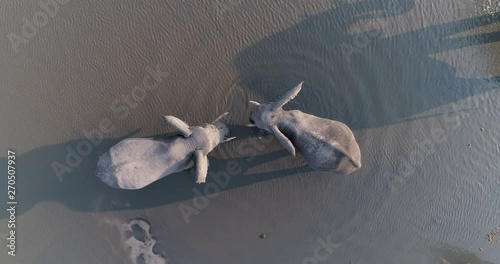 Straight down aerial view of two elephants drinking in a river in the Okavango Delta, Botswana photo