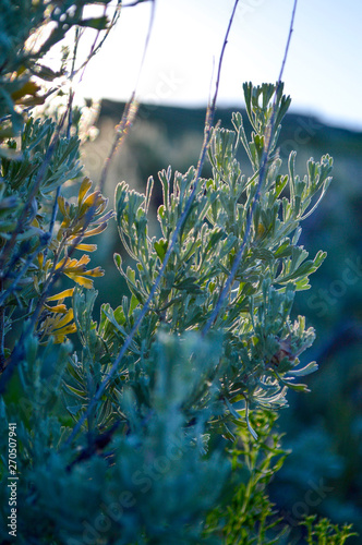 Foto Sunrise Sage