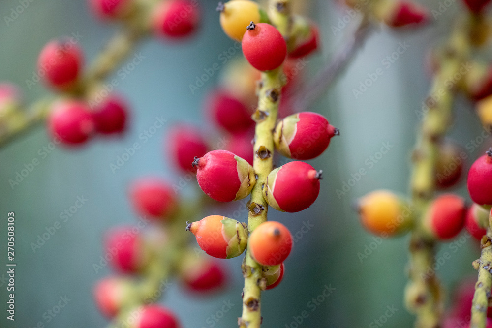 The fruits of the plant Caryota mitis close-up in natural light. The fruits of the plant Caryota mitis close-up in natural light.