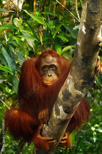  orangutan in the rainforest of borneo  © MICHEL