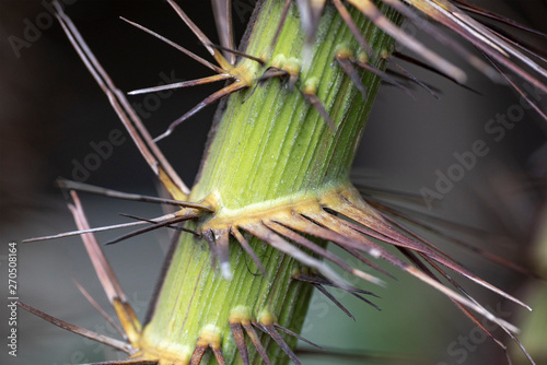 Stalk of a palm tree with needles close-up in natural light.