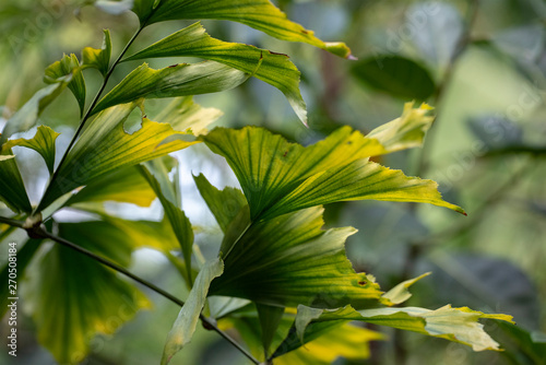 Green leaves of the plant Caryota mitis close-up in natural light.