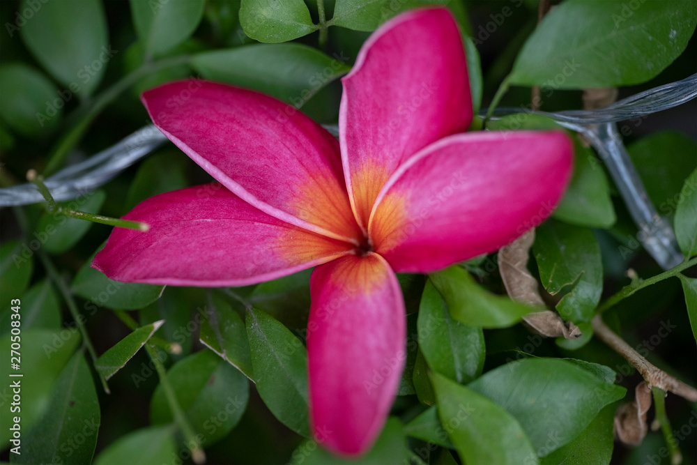 Red flowers of Plumeria rubra plant close-up in natural light. Red flowers of Plumeria rubra plant close-up in natural light.