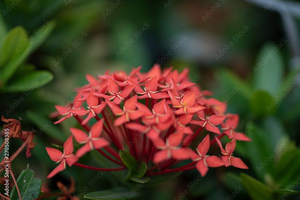 Beautiful red flowers of the plant Ixora chinensis in natural light.