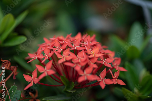 Beautiful red flowers of the plant Ixora chinensis in natural light. photo