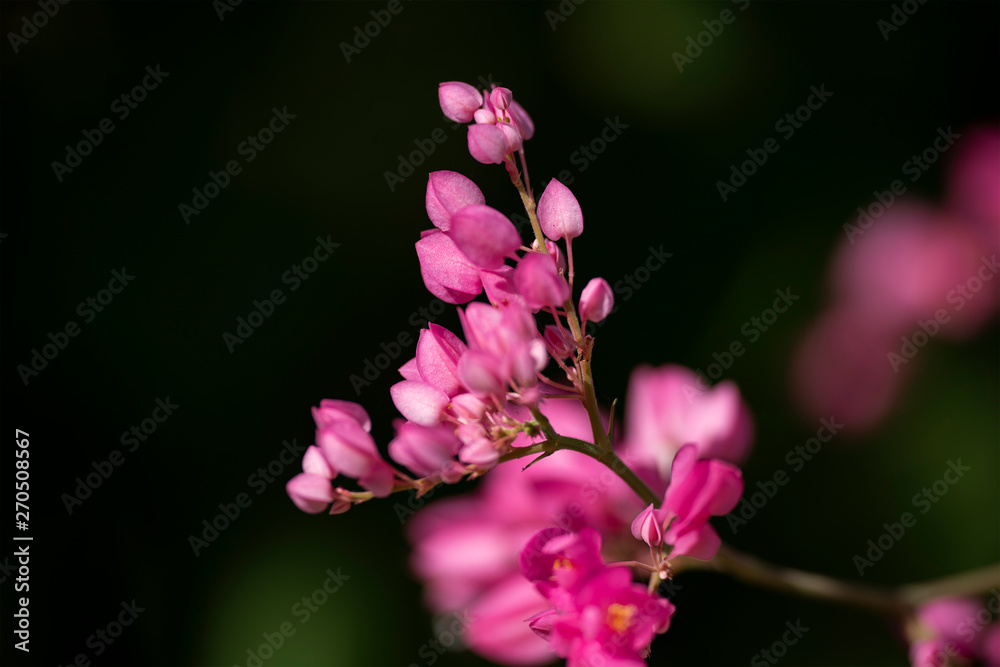 Clerodendrum Thompson (lat. Clerodendrum thomsonae) - flowers close-up. Clerodendrum Thompson (lat. Clerodendrum thomsonae) - flowers close-up.