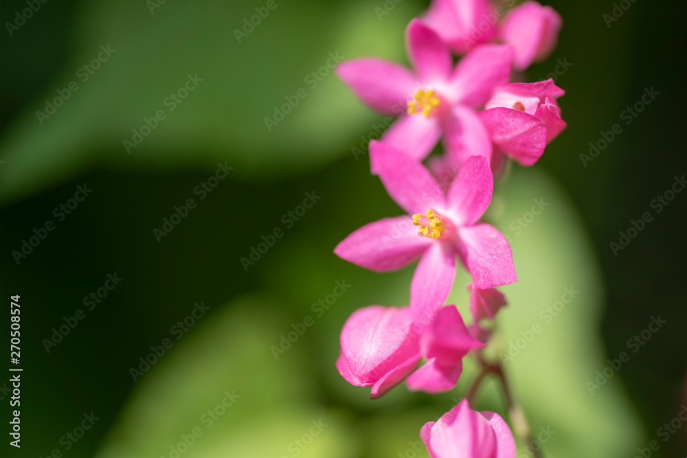 Clerodendrum Thompson (lat. Clerodendrum thomsonae) - flowers close-up. Clerodendrum Thompson (lat. Clerodendrum thomsonae) - flowers close-up.