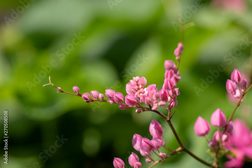 Clerodendrum Thompson (lat. Clerodendrum thomsonae) - flowers close-up.