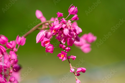 Clerodendrum Thompson (lat. Clerodendrum thomsonae) - flowers close-up. © faustasyan
