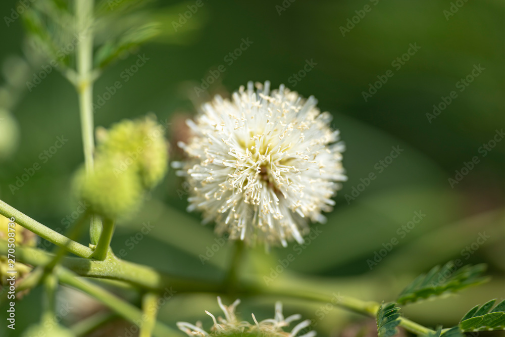 Flowers of the plant Mimosa aculeaticarpa close-up in natural light.