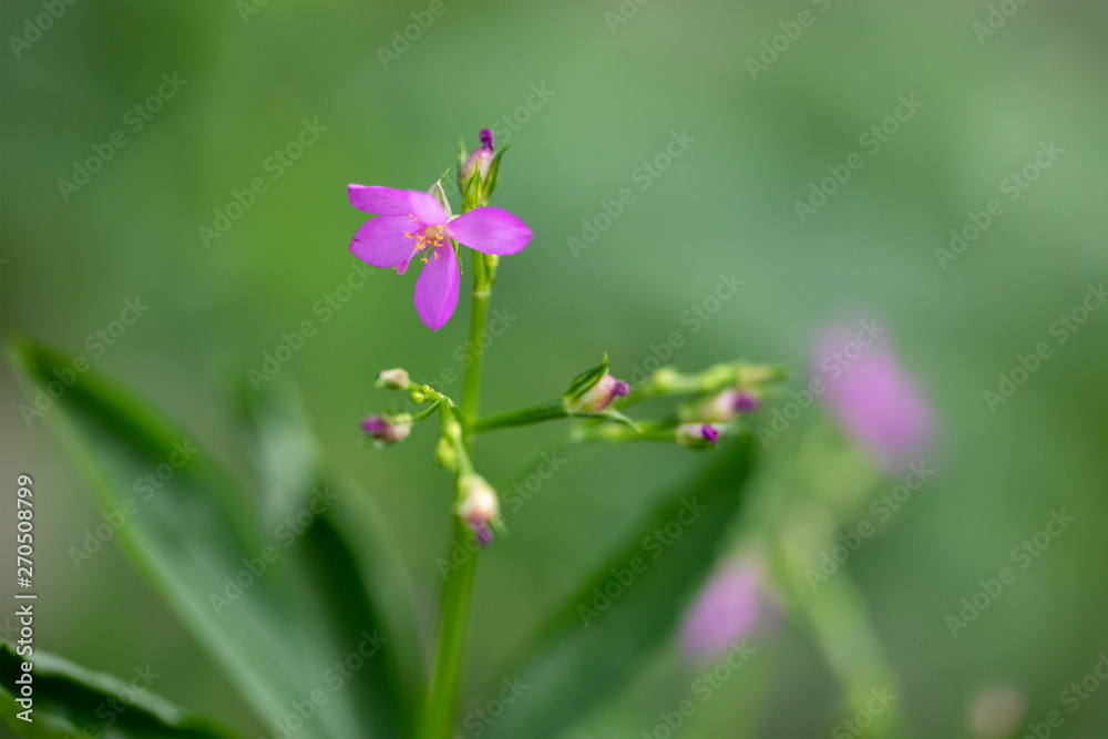 Violet Talinum flower close-up in natural light. Violet Talinum flower close-up in natural light.