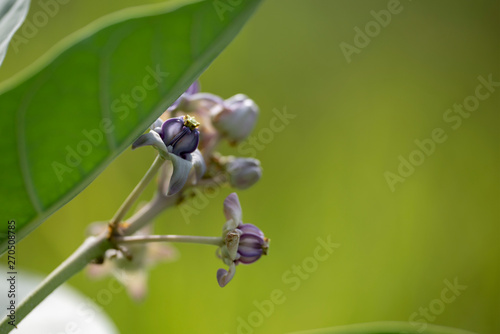 Calotropis plant close-up in natural light. © faustasyan