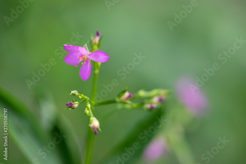 Violet Talinum flower close-up in natural light.