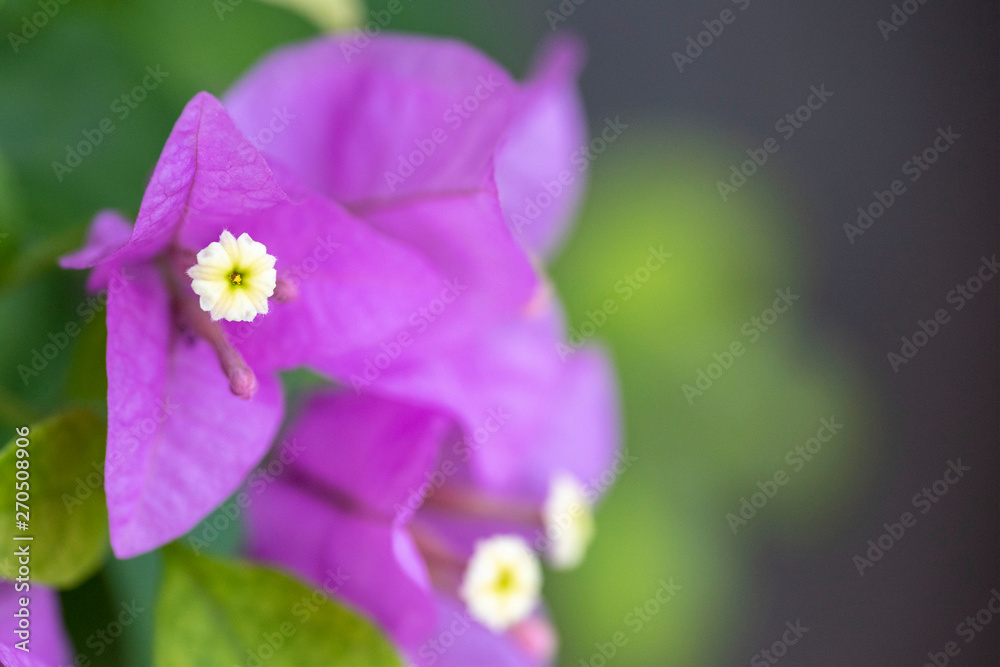 Bougainvillea is a genus of evergreens. Close-up. Bougainvillea is a genus of evergreens. Close-up.
