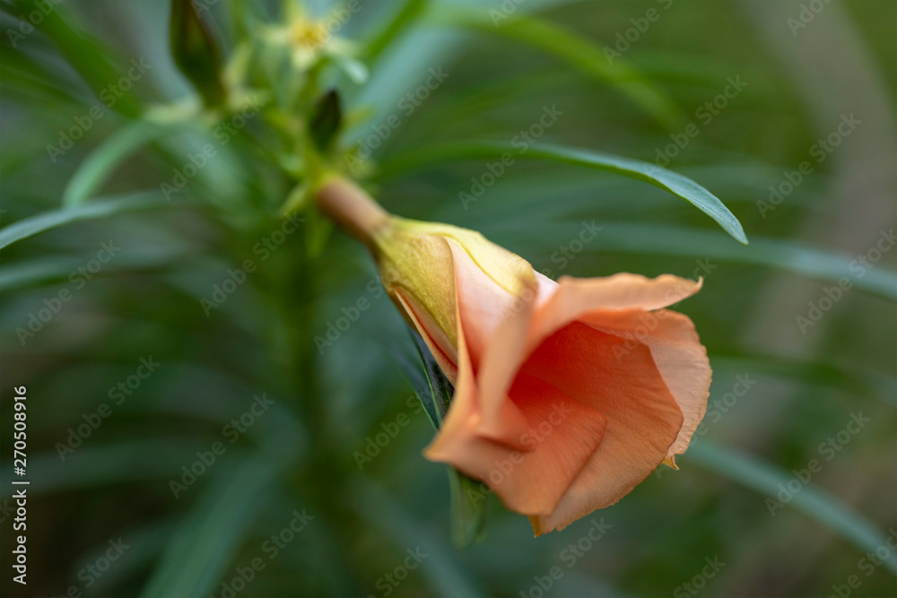 Obraz premium Thevetia peruviana (Cascabela thevetia) - plant in nature, close-up. Thailand, Koh Chang Island.