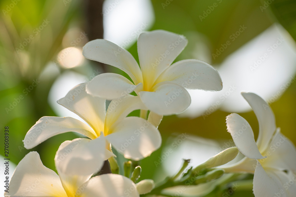 Obraz premium Plumeria - a white flower close-up in natural light.